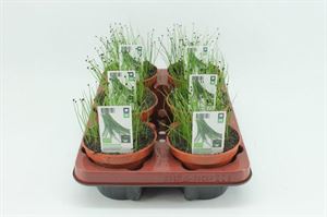 Bild von Bieslook. Knoflookbieslook